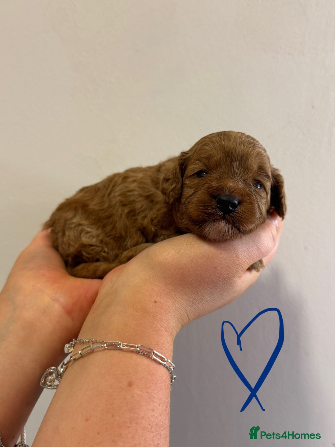Cavapoo dogs for sale: Extensively Health tested cavapoos  - Image 7