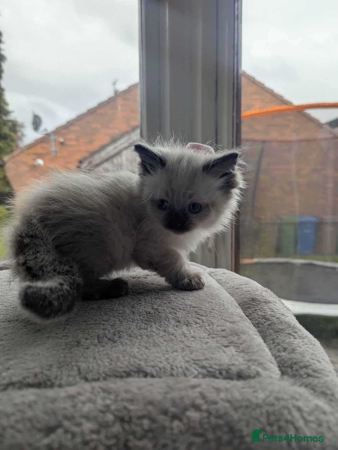 Ragdoll cats for sale: Adorable Ragdoll Kittens Looking for Homes❤️! - Image 6