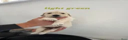 Golden Retriever dogs for sale: Lovely Golden retriever puppy  - Advert 7
