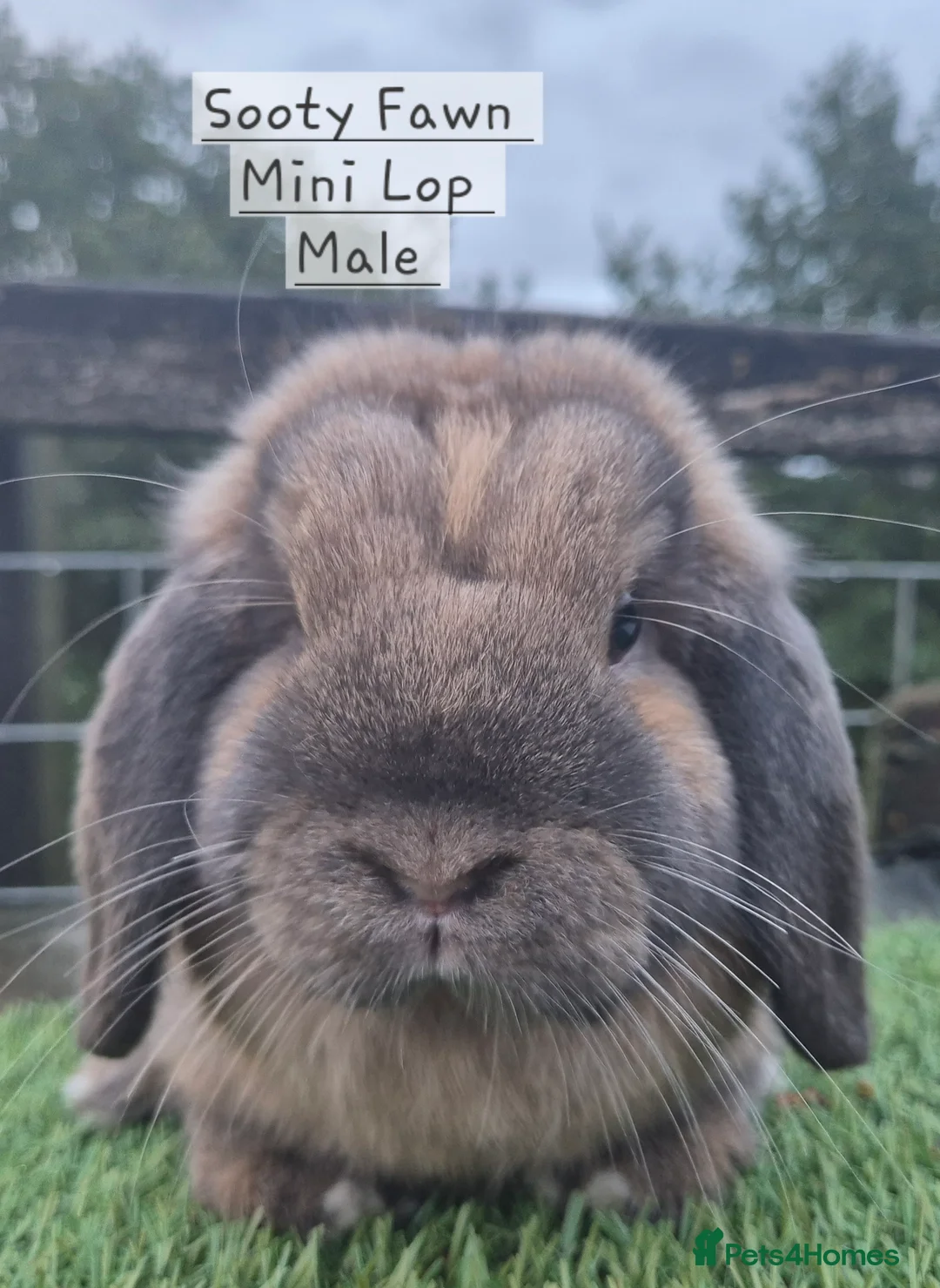 Mini Lop rabbits for sale: Various Mini Lops  - Advert 12