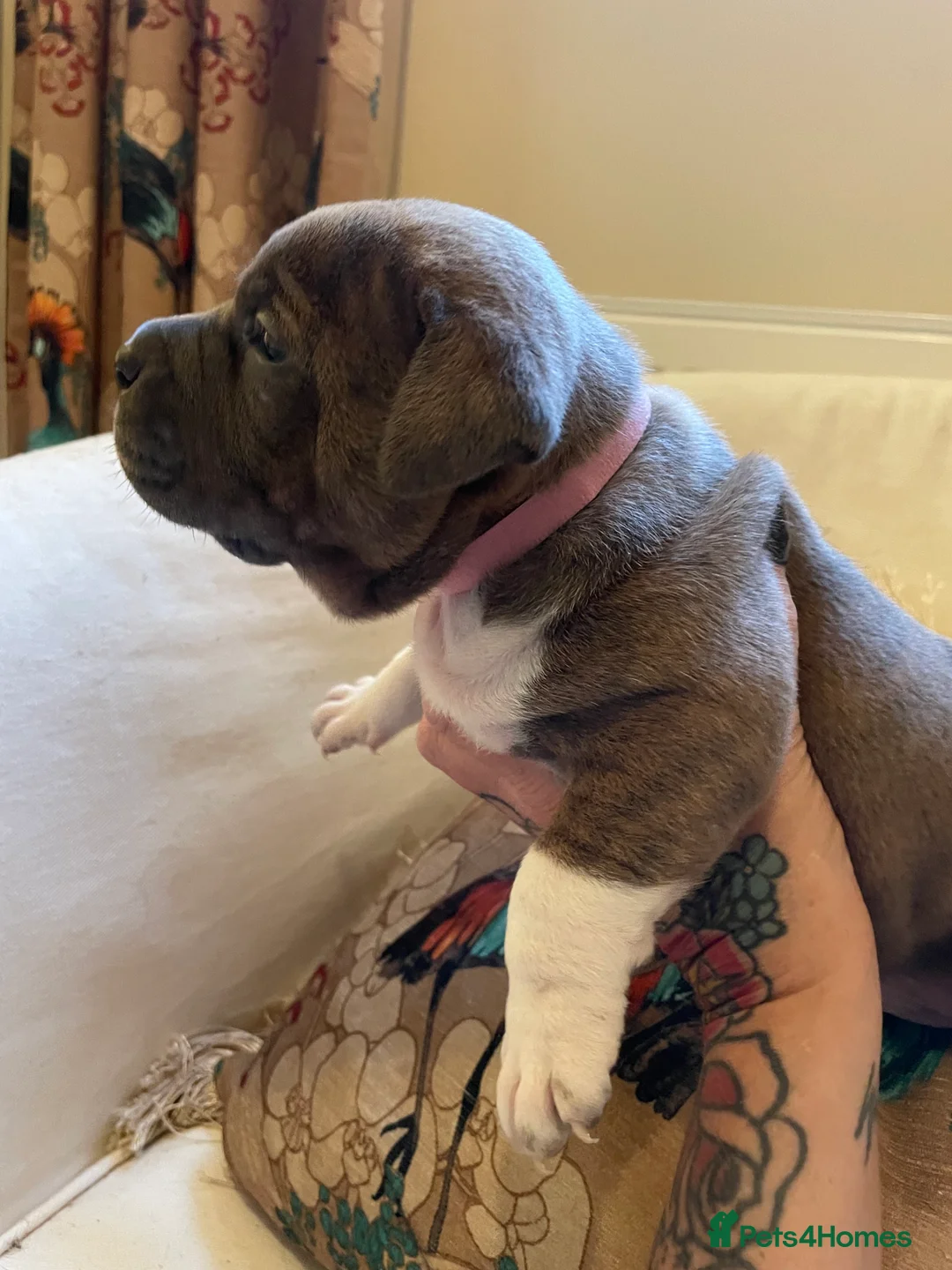 American Bully dogs for sale: ⭐️ 3/4 stunning Pocket bullys mix of colours ⭐️ - Advert 15