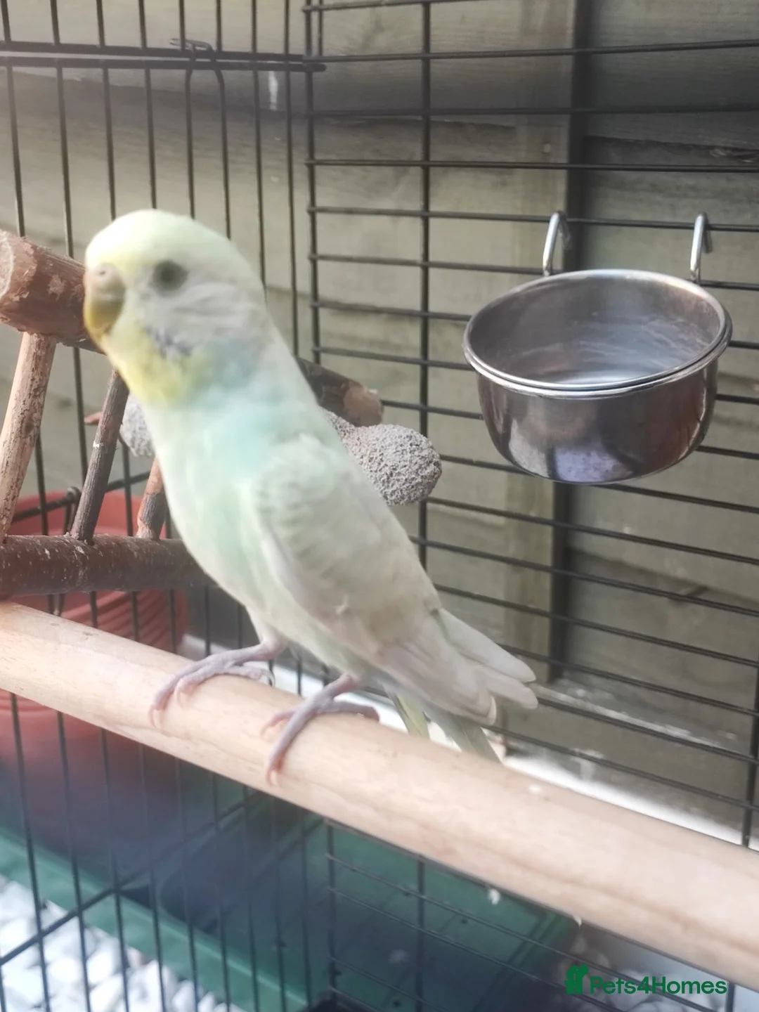 Budgerigars birds for sale: 1 year old female budgie for sale - Advert 1