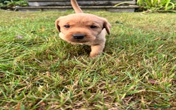Labrador Retriever dogs for sale: KC Registered Fox Red Labrador Puppies  - Image 14