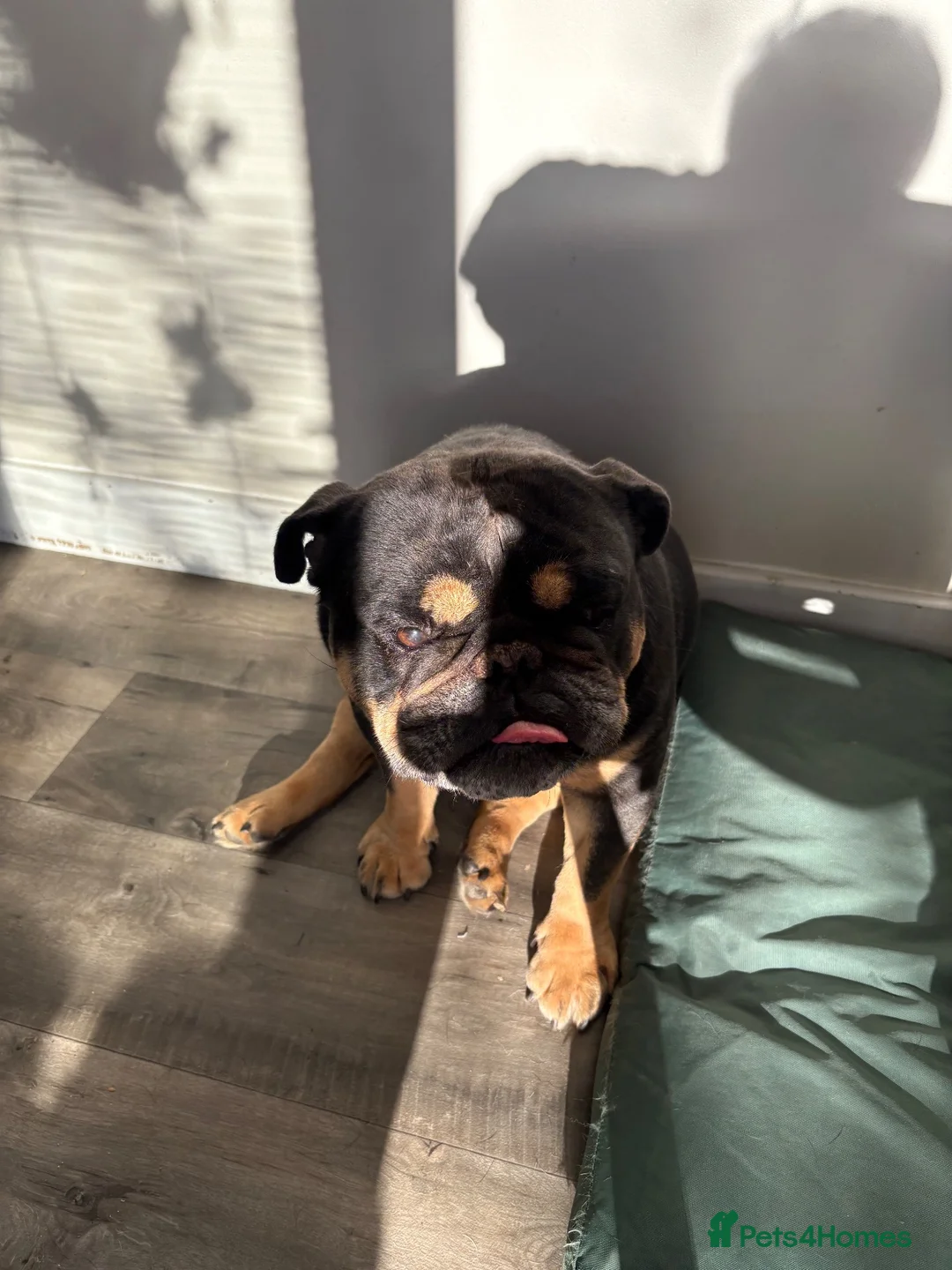 English Bulldog dogs for sale: Male English bulldog - Advert 2