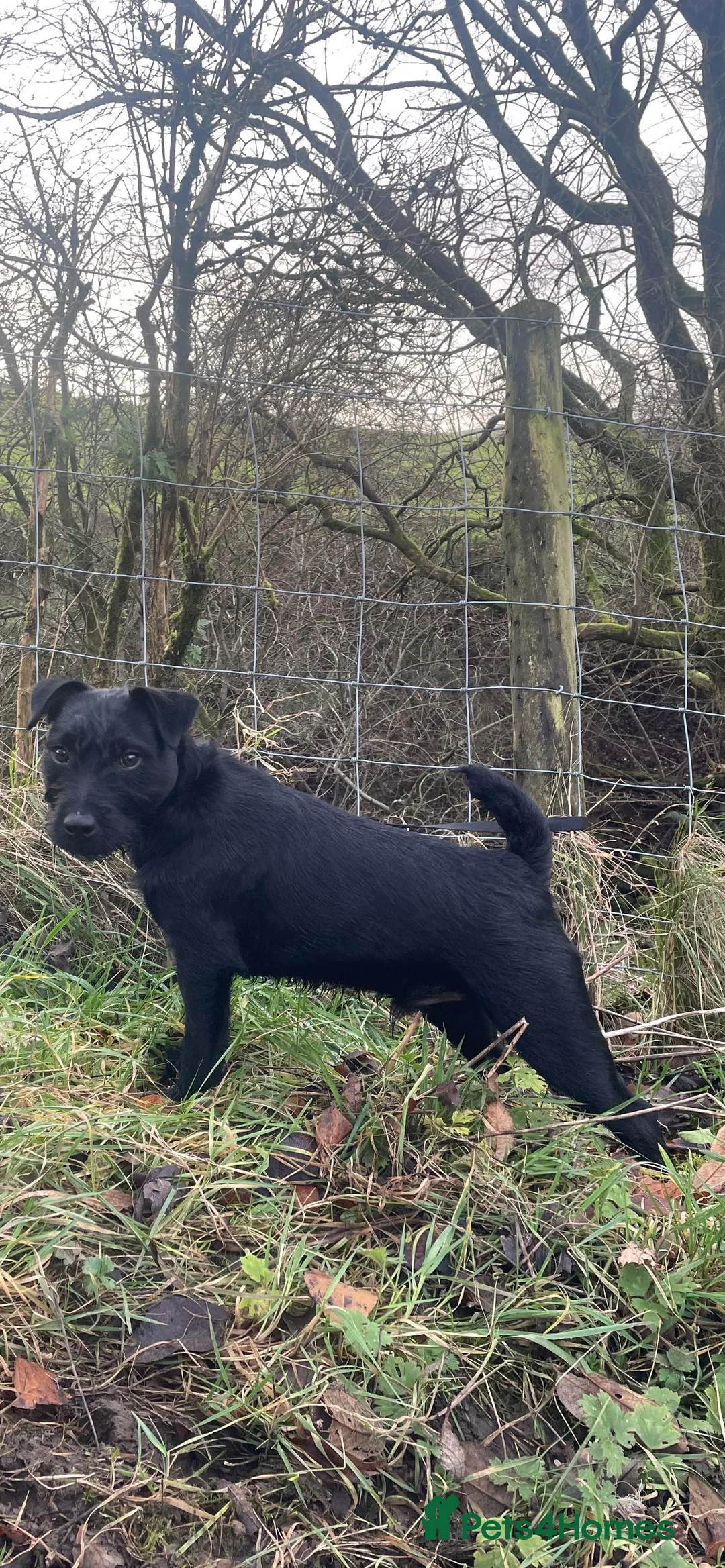 Patterdale Terrier dogs for sale: Male Patterdale Terrier in Colne - Advert 2