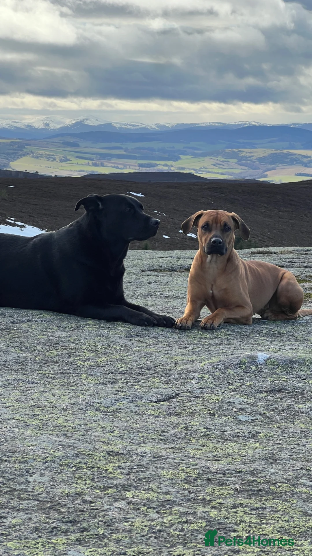 Rhodesian Ridgeback dogs for sale: Rhodesian ridgeback  in Inverurie - Advert 7