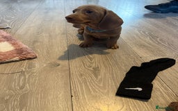 Miniature Dachshund dogs for sale: 8 Week Old Miniature Dachshund Puppies - Image 10