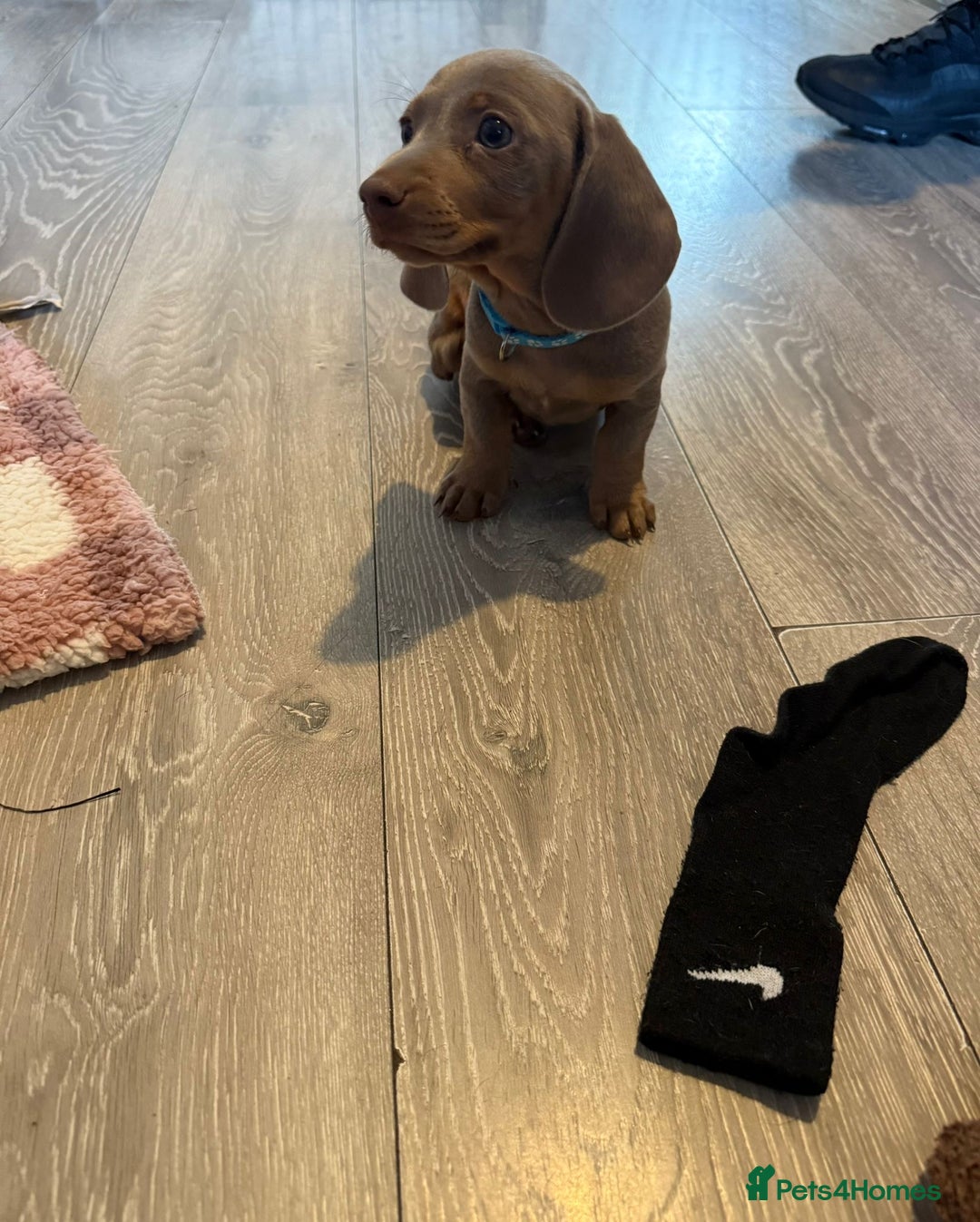 Miniature Dachshund dogs for sale: 8 Week Old Miniature Dachshund Puppies - Image 10