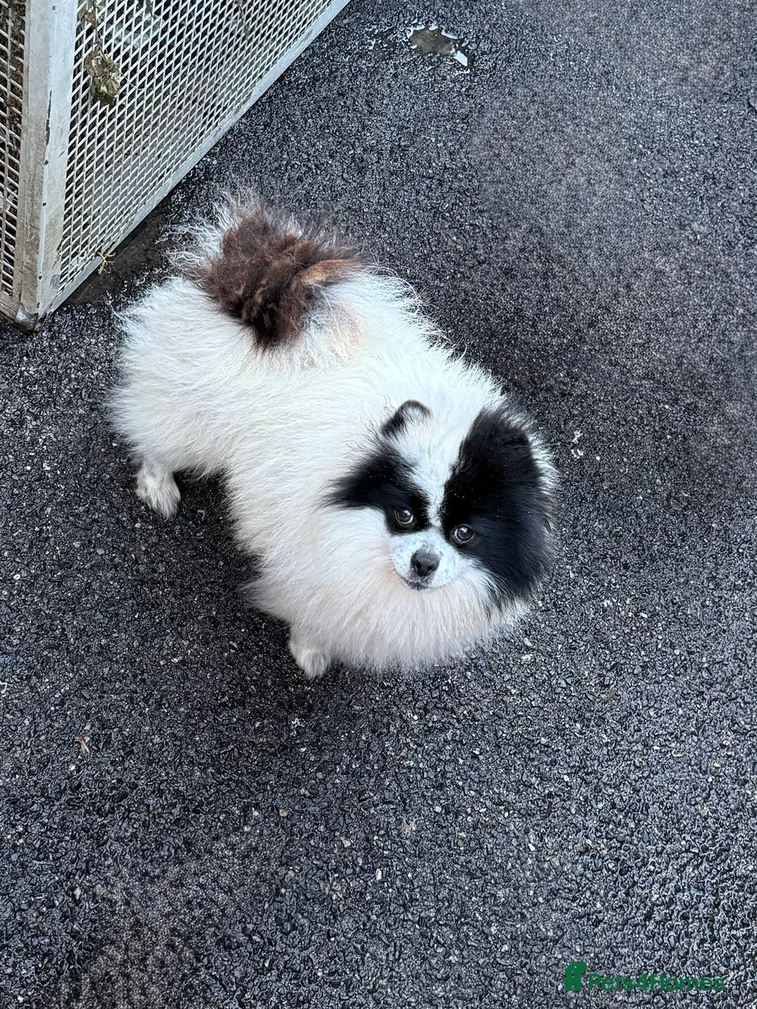 Pomeranian dogs for sale: Pomeranian puppies - Advert 10