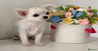 Chihuahua dogs - Advert 2