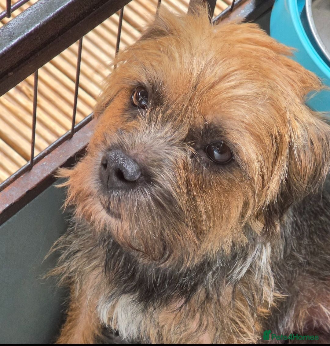 Border Terrier dogs Exceptional quality summer puppies.  - Advert 2