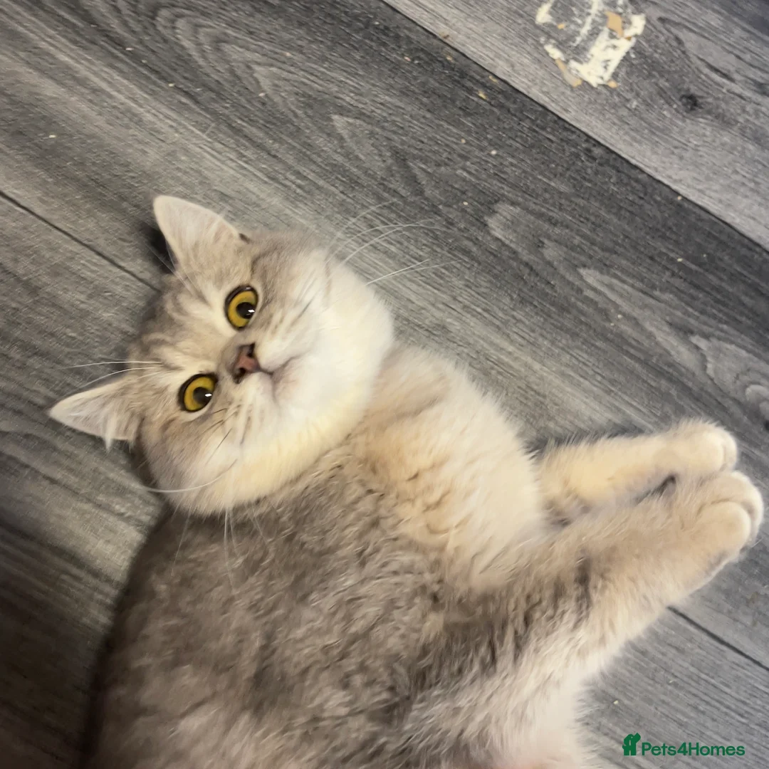 British Shorthair cats for sale: Only one TICA & GCCF British Shorthair Kitten  - Advert 15