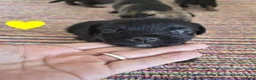 Border Terrier dogs for sale: Beautiful Border Terriers for Sale - Advert 4