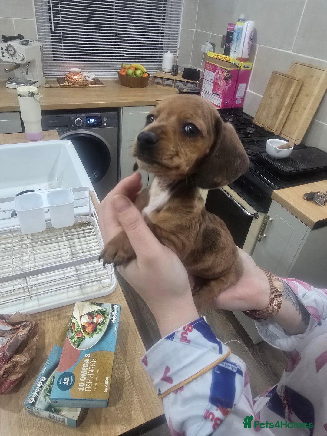 Dachshund dogs for sale: Dachsund puppies for sale  - Advert 3