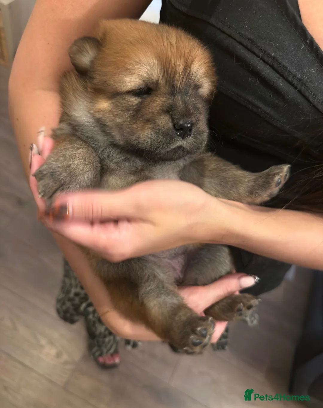 Chow Chow dogs for sale: Gorgeous Chow Chow Puppies 🐻 - Advert 26