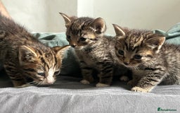 Mixed Breed cats for sale: 3 playful kittens  - Image 8