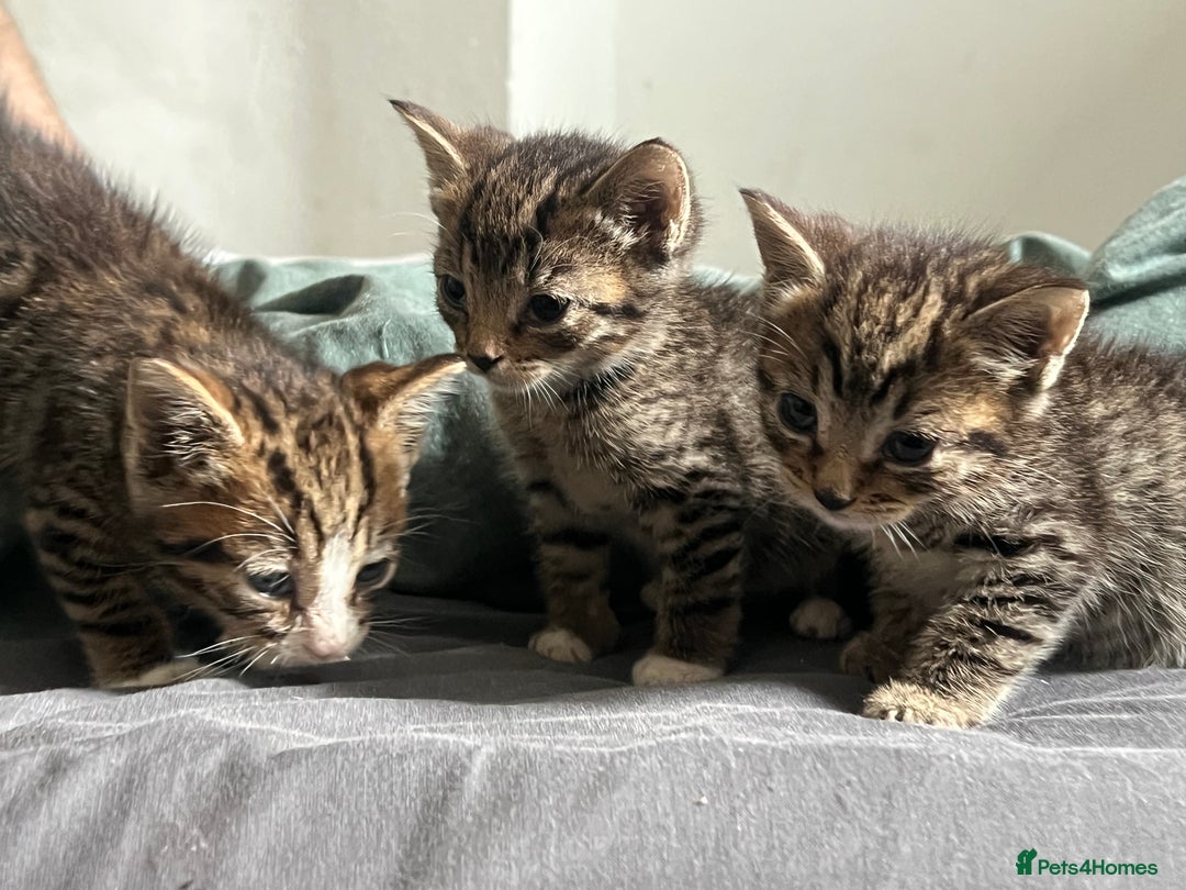 Mixed Breed cats for sale: 3 playful kittens  - Image 8