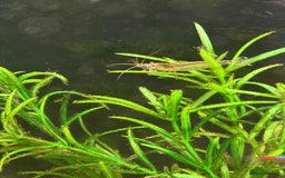 Shrimps fish for sale: Rehome fish - Image 5