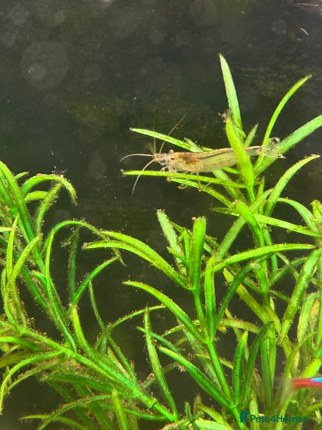 Shrimps fish for sale: Rehome fish - Image 5