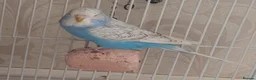 Budgerigars birds for sale: Beautiful Baby Budgies  - Advert 8