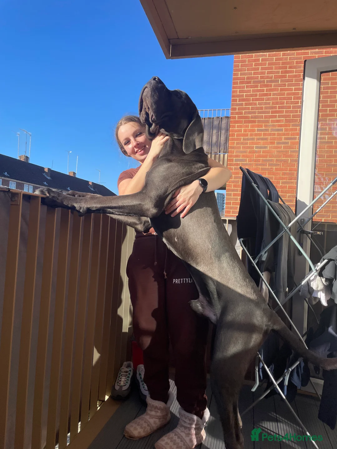 Cane Corso dogs for stud: Big boy chaos🐾 - Advert 3