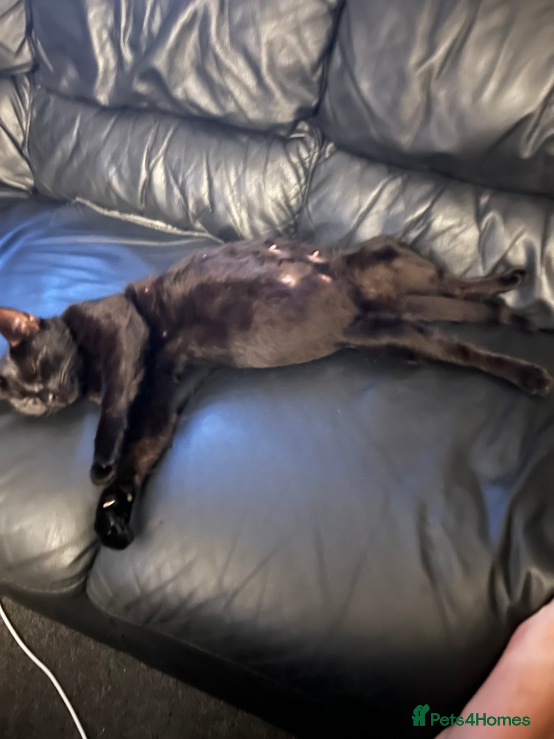 Domestic Shorthair cats for sale: Kittens - Image 11