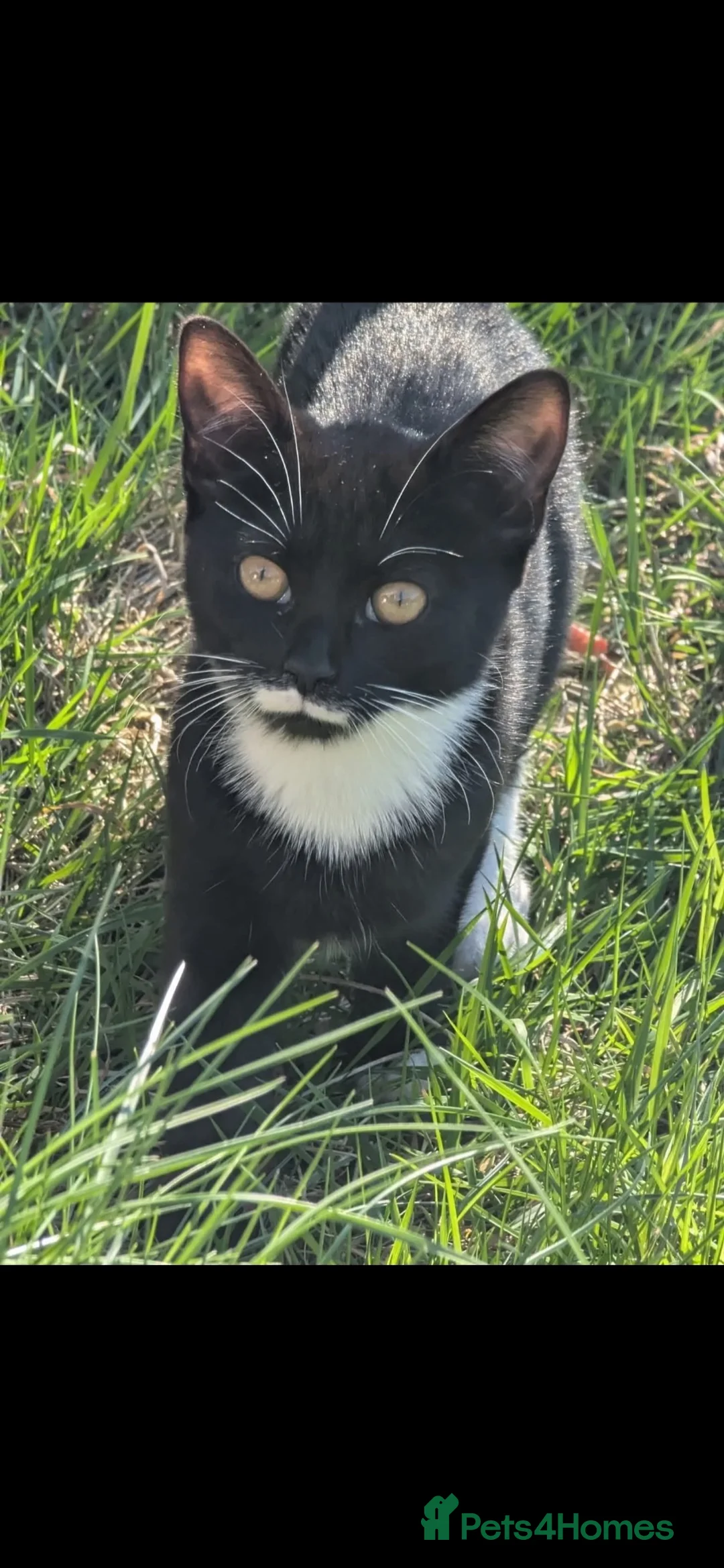 Mixed Breed cats for sale: 4 kittens  - Advert 2