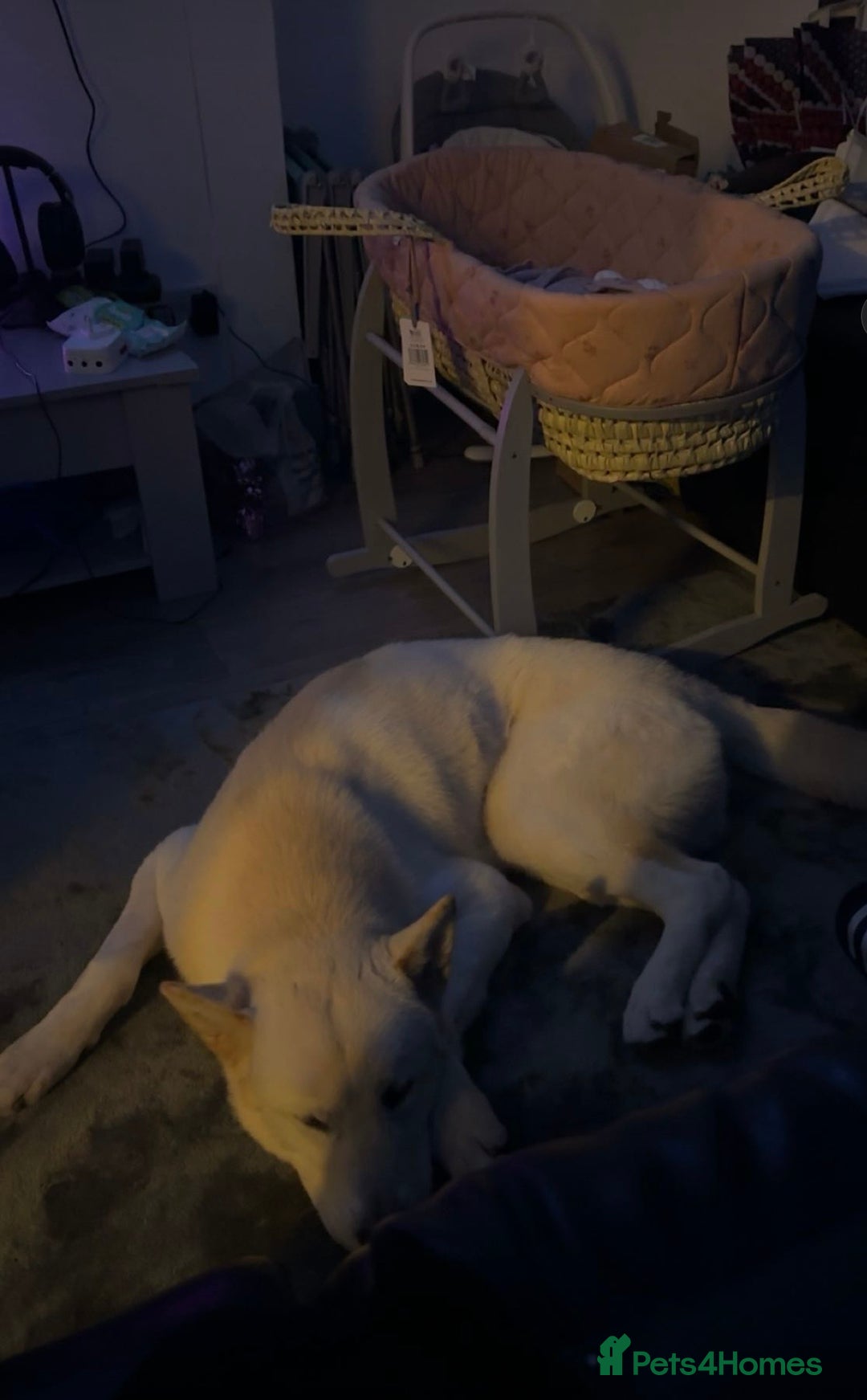 Pomsky dogs for sale: Kye - Pomsky - Advert 3