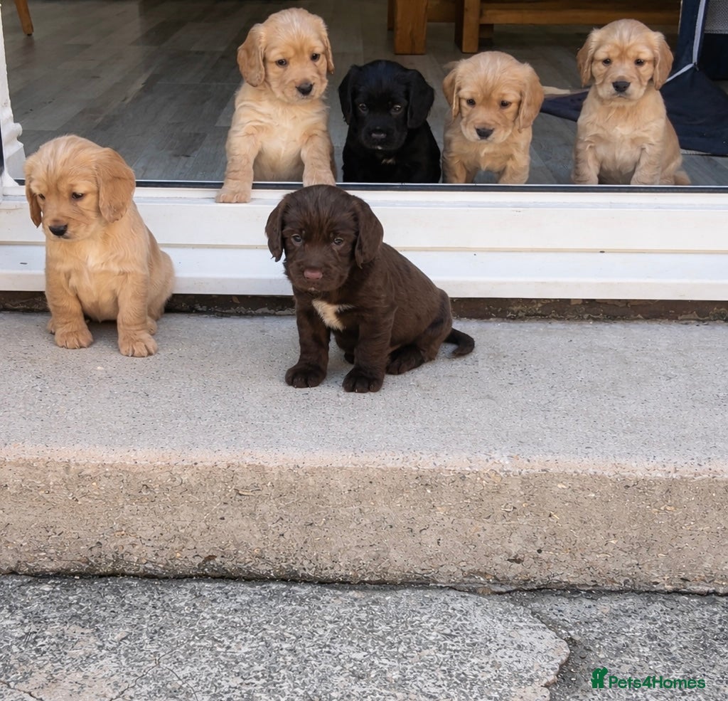 Cocker Spaniel dogs Cocker spaniel puppies - Advert 1
