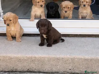 Cocker Spaniel dogs Cocker spaniel puppies - Advert 1