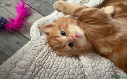 Mixed Breed cats for sale: Two male ginger kittens - Image 2