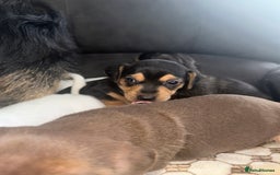 Mixed Breed dogs for sale: I have six beautiful jack dash for sale  - Image 8
