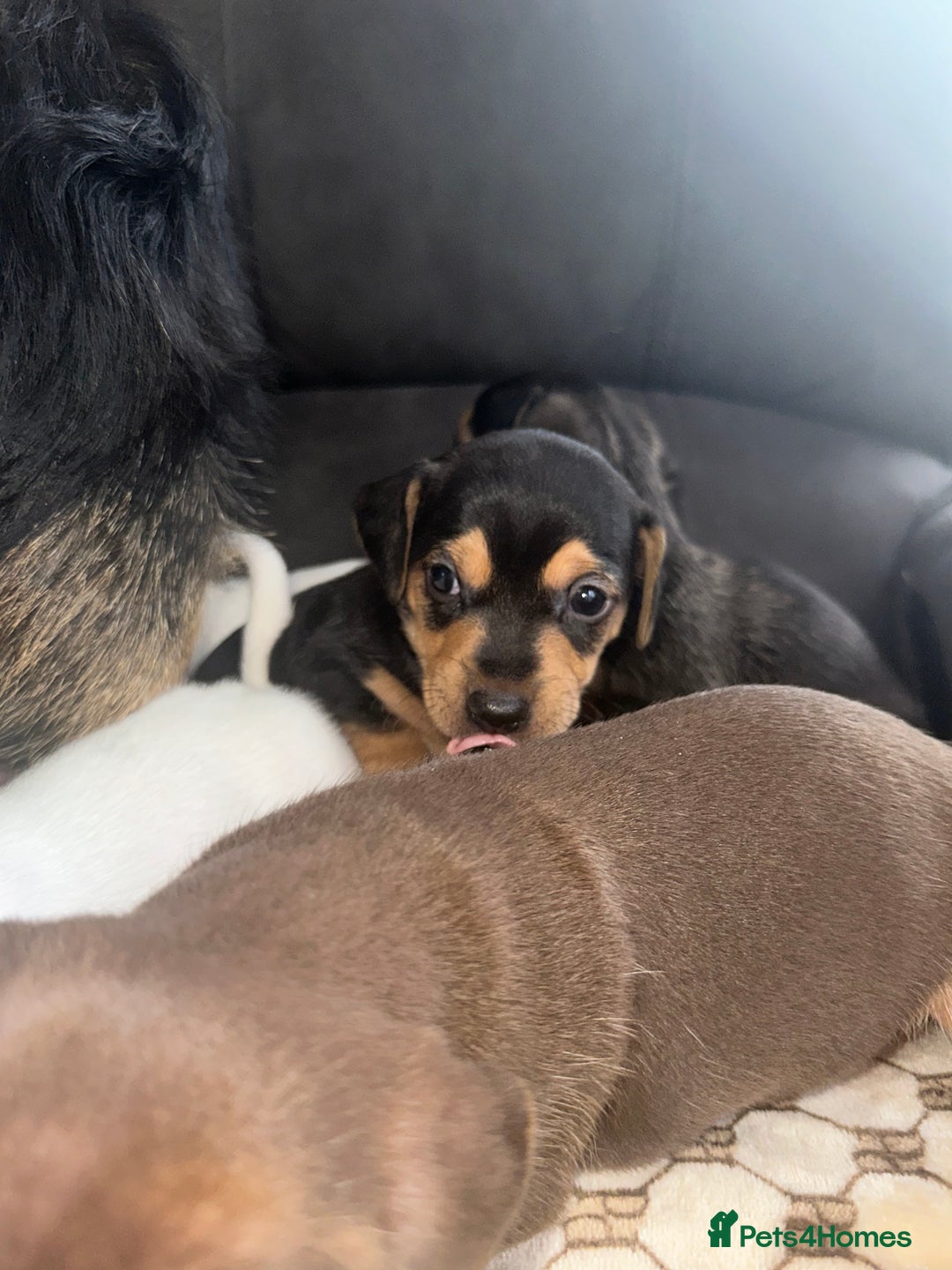 Mixed Breed dogs for sale: I have six beautiful jack dash for sale  - Image 8