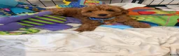 Maltipoo dogs for sale: 💖BEAUTIFUL LICENSED-BRED MALTIPOO💖 in Virginia Water - Advert 20