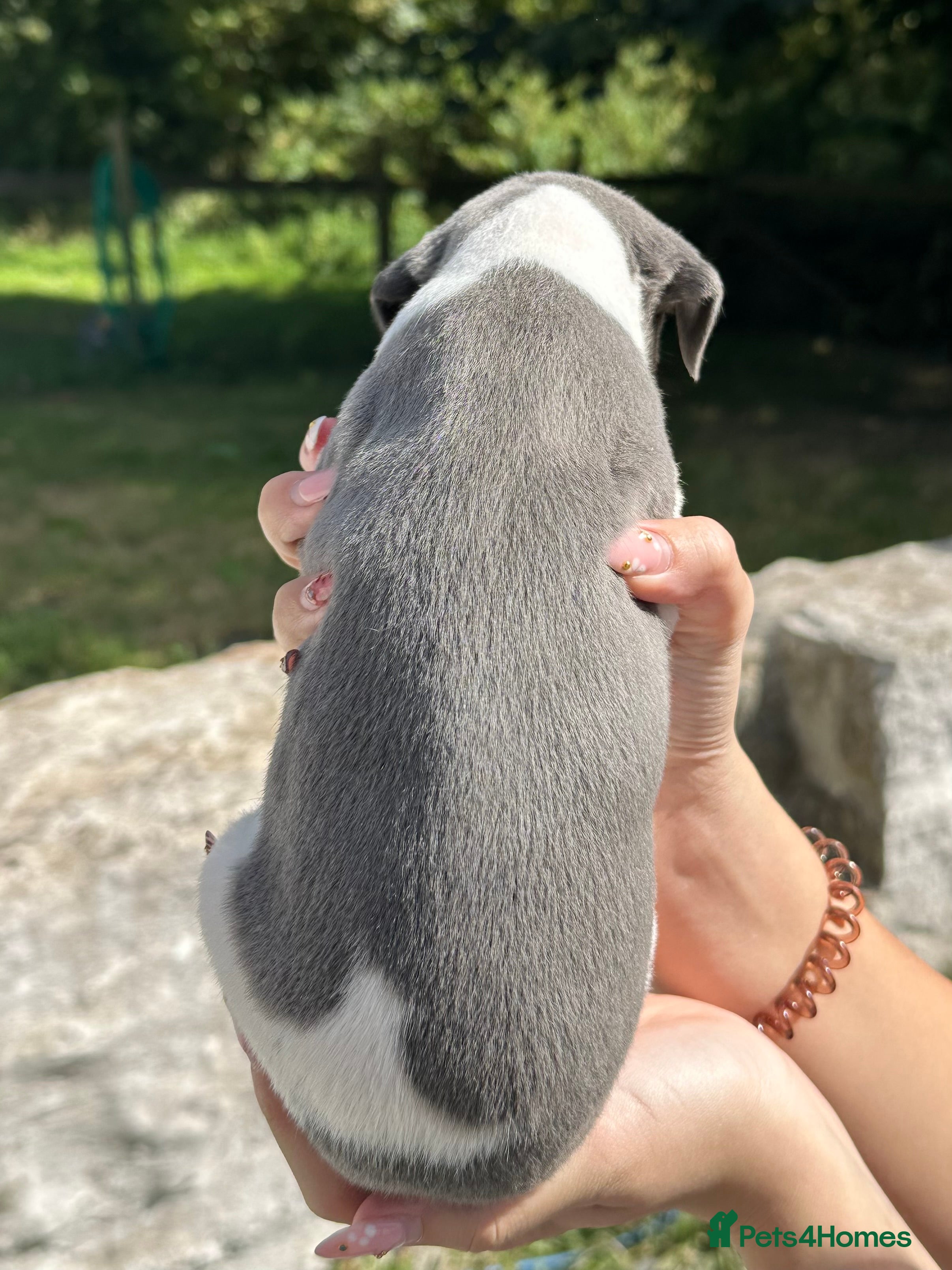Whippet dogs 🐶Gorgeous Whippet Puppies Available🐶 - Advert 2