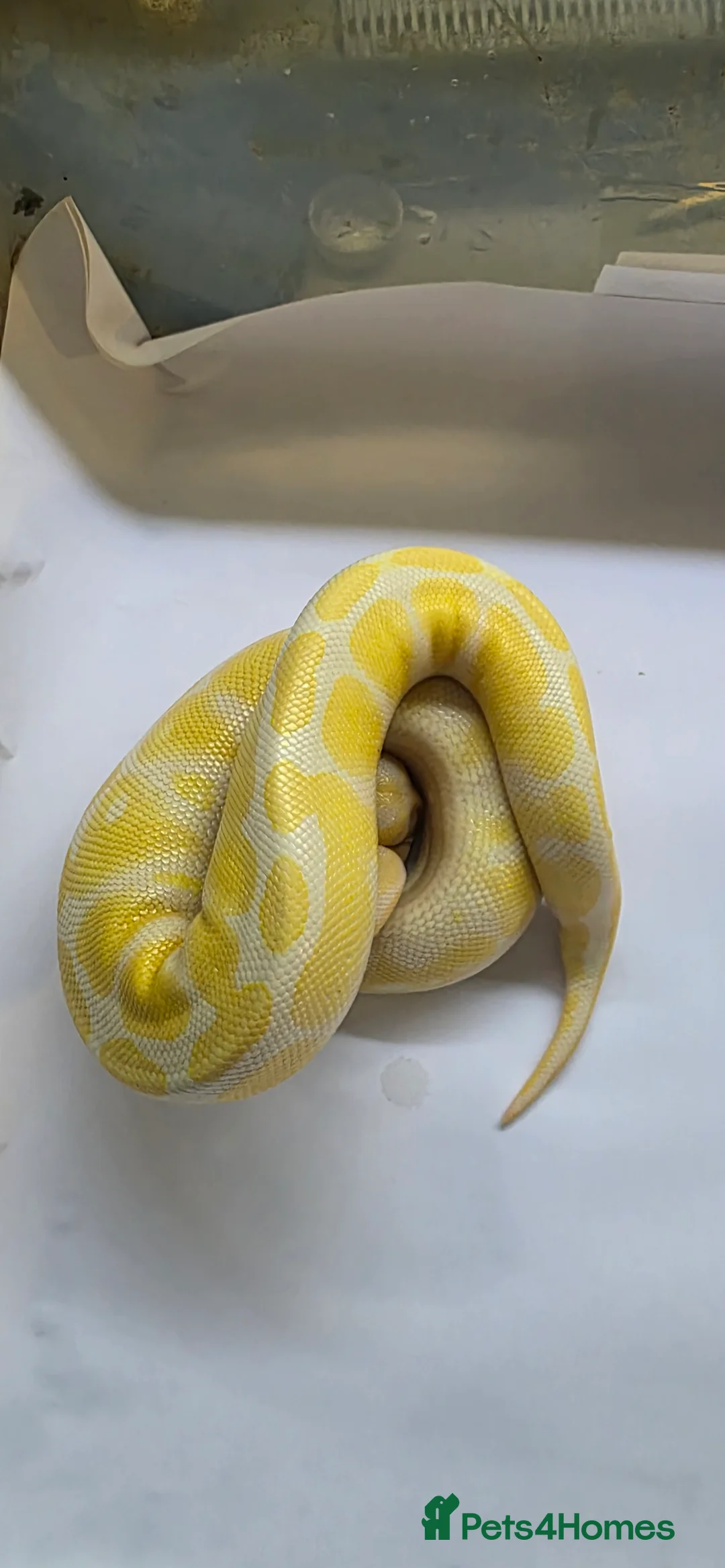 Python Snake reptiles for sale: Various ball pythons  - Advert 13