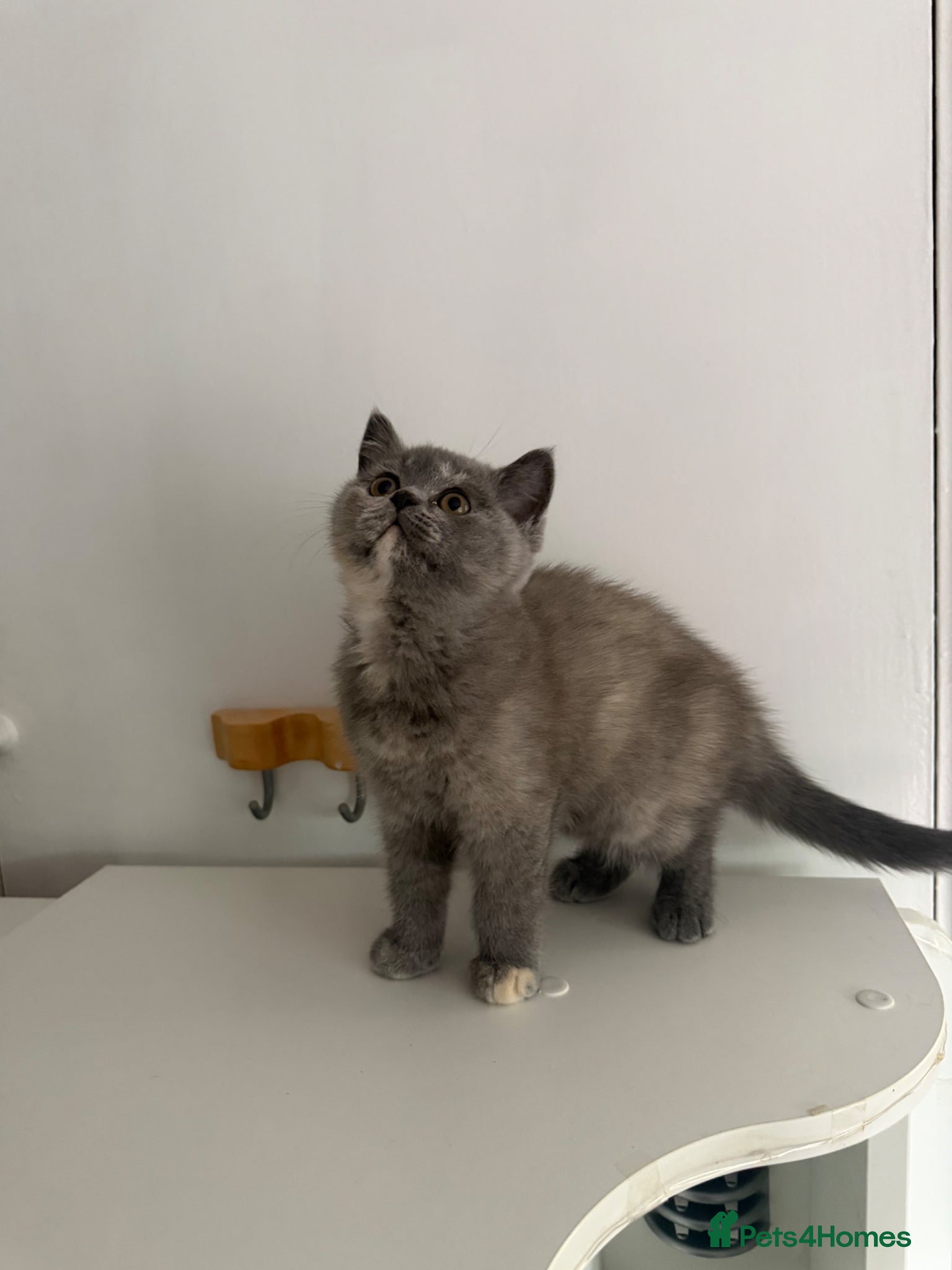 British Shorthair cats for sale: Two 😍 kittens ready for a new home 🏡 🐱  in Enfield - Advert 5