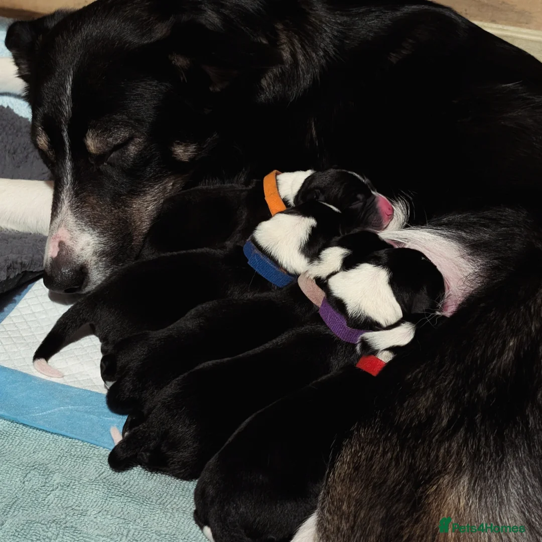 Border Collie dogs for sale: Border Collie puppies - Advert 1