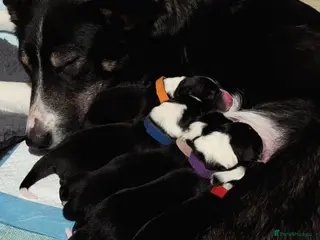 Border Collie dogs Border Collie puppies - Advert 13
