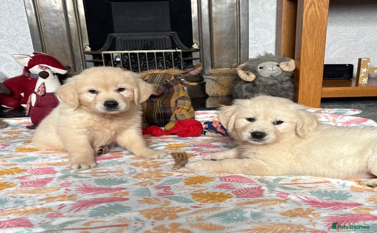 Golden Retriever dogs - Advert 1