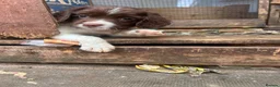 English Springer Spaniel dogs for sale: Kc reg ready now. English springer spaniel puppies - Advert 13