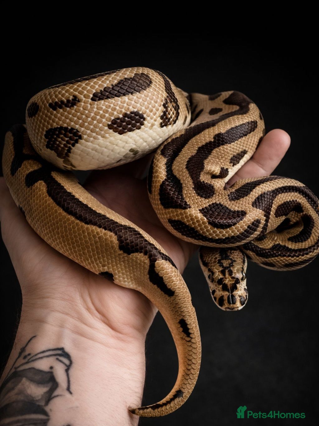 Python Snake reptiles Ball Python Collection ( Reduced ) - Advert 10