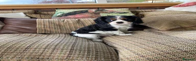 Cavalier King Charles Spaniel 1