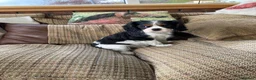 Cavalier King Charles Spaniel dogs for sale: KC cavalier tri boy from health tested parents - Advert 3