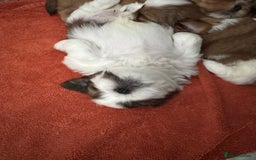 Shih Tzu dogs for sale: Beautiful Shih Tzu puppies  - Image 7