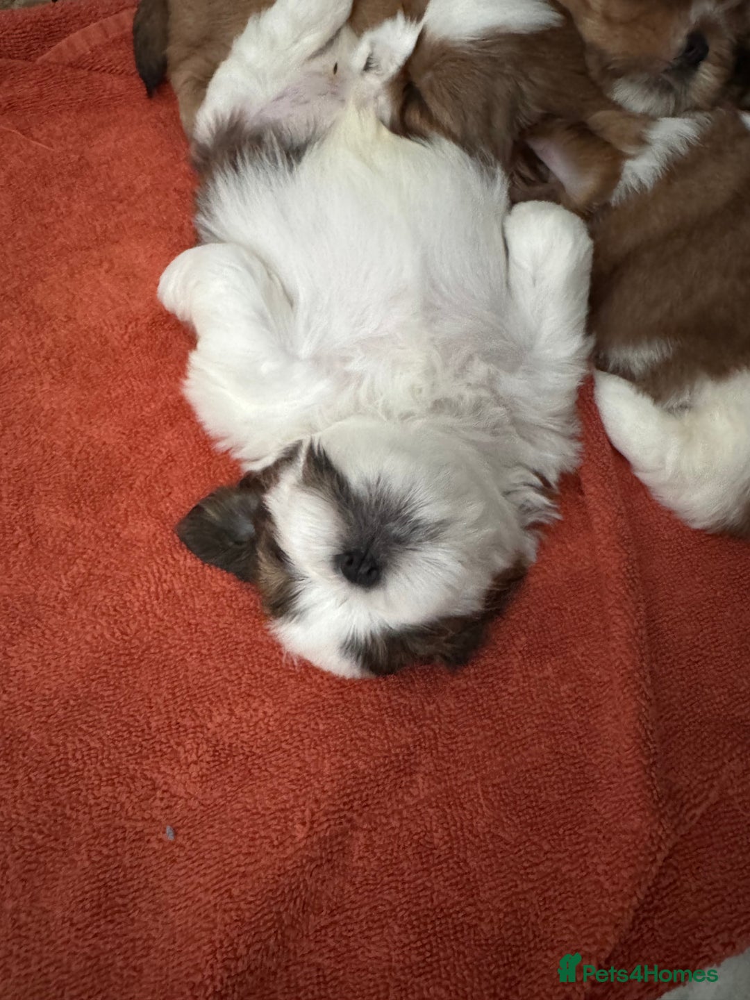 Shih Tzu dogs for sale: Beautiful Shih Tzu puppies  - Image 7
