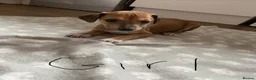 Lurcher dogs for sale: Lurcher puppies  in Keith - Advert 8