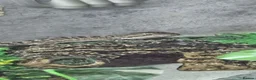 Bearded Dragon reptiles for sale: 21 Bearded Dragons  - Advert 10