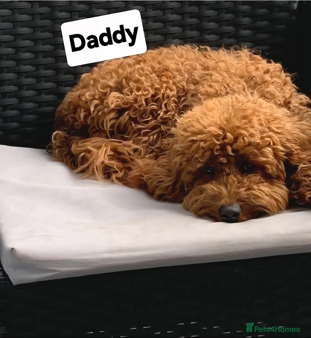 Miniature Poodle dogs for sale: GORGEOUS 💕Red Miniature Poodle Puppies  - Advert 5