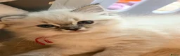 Ragdoll cats for sale: Pedigree show quality kitten Ragdolls 💝 - Advert 32